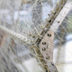 Illustration for article titled Thousands of silkworms and one robot made this intricate sculpture